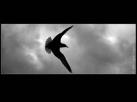 Красивые птицы