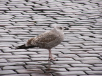 Изображения птицы