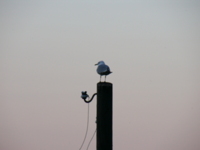 Картинка с птицей