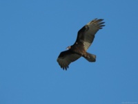 Фон с птицами