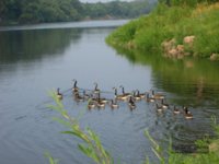 Фоны с птицами