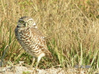 Изображение птиц