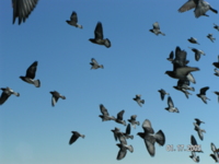 Изображение птиц