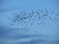 Картинка с птицами