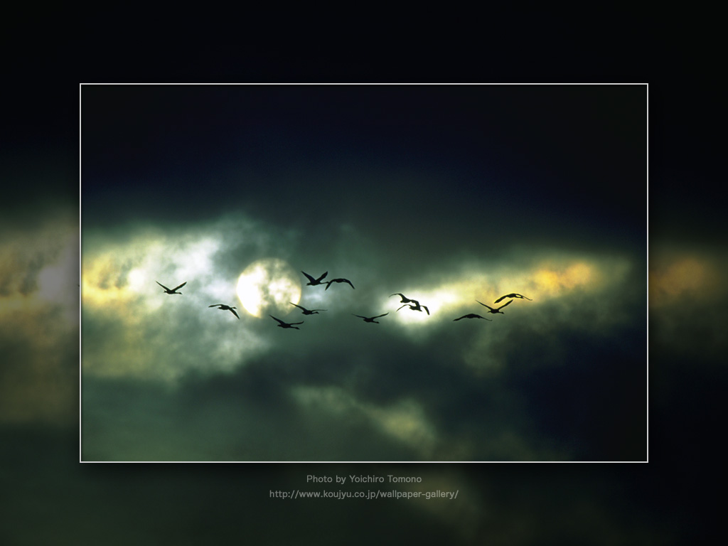 Красивая птица