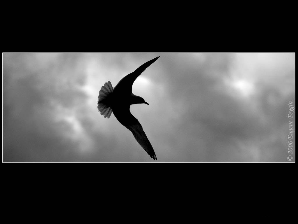 Красивые птицы