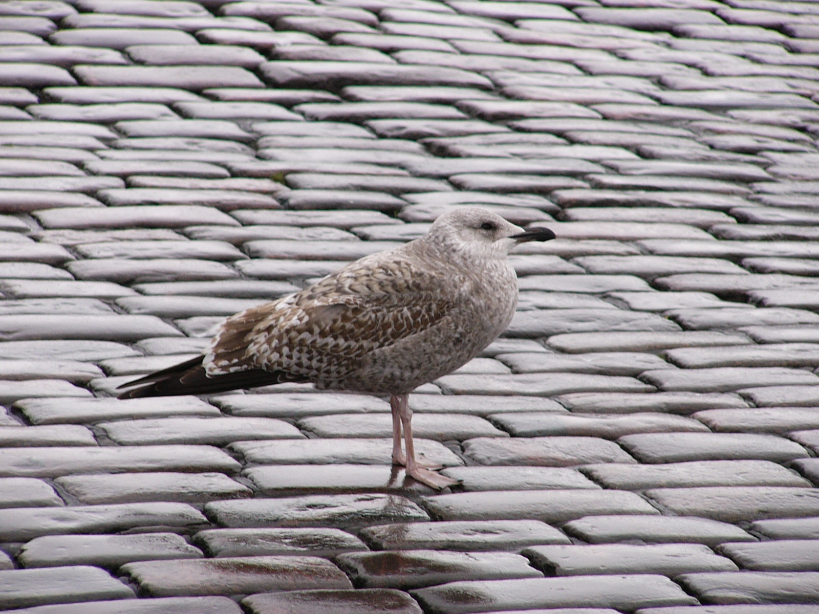 Изображения птицы