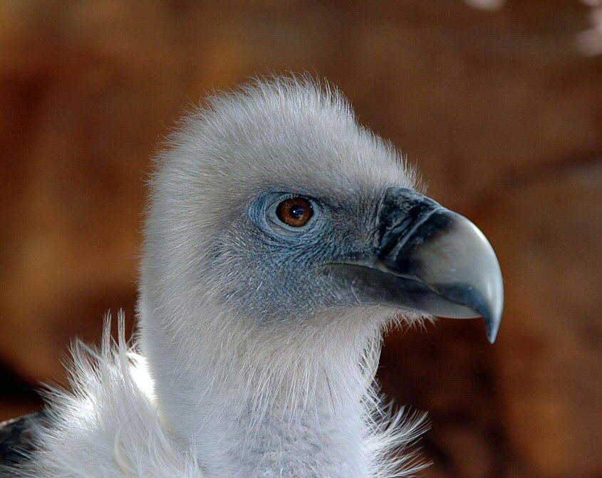 Фотография птицы