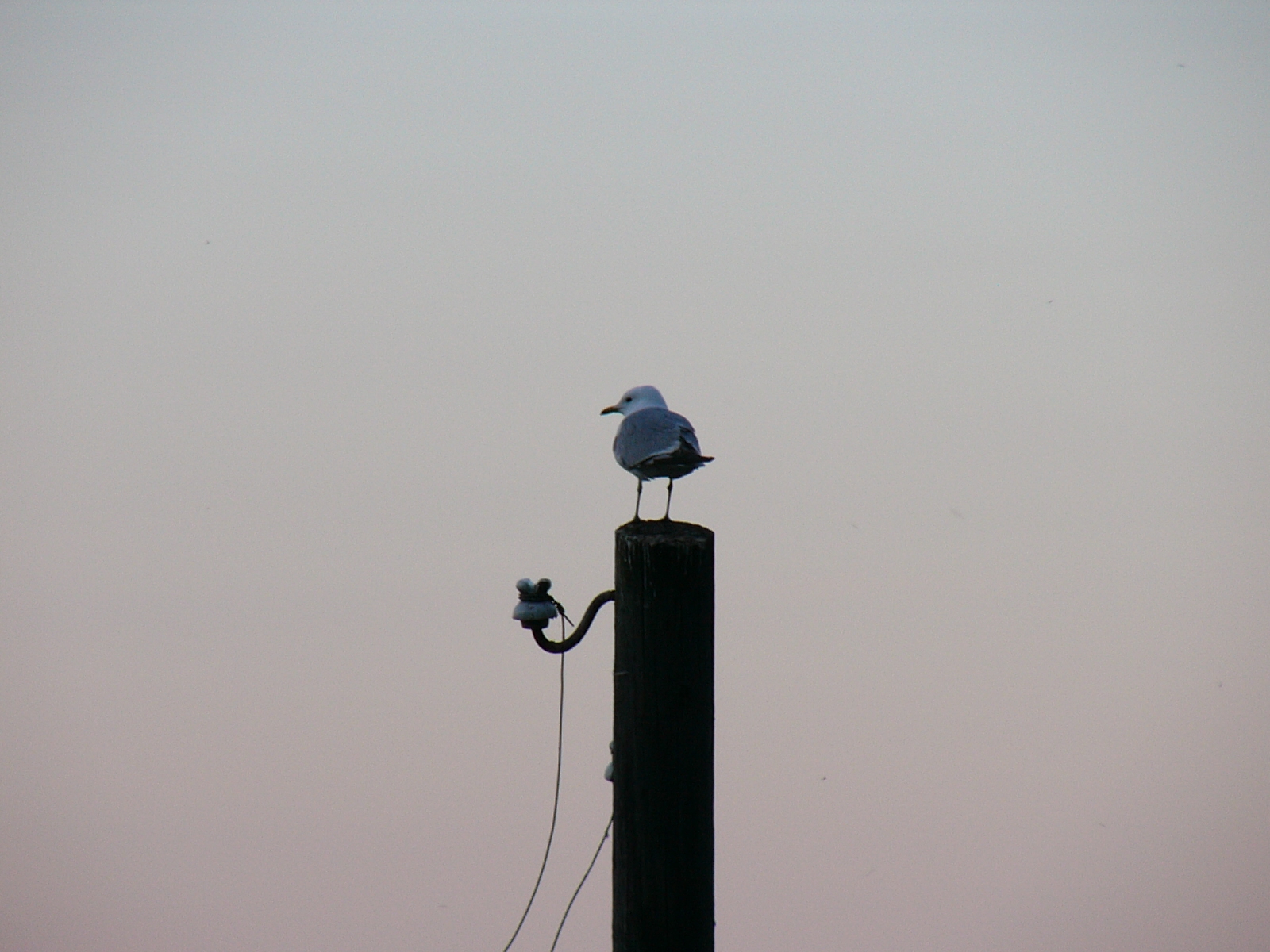 Картинка с птицей