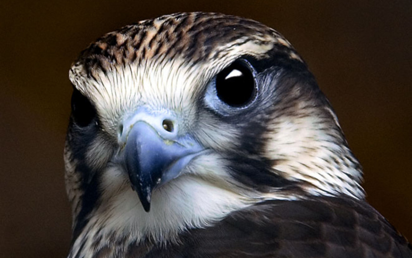 Портрет птицы обои