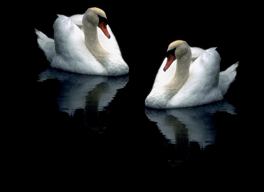 Изображение птицы