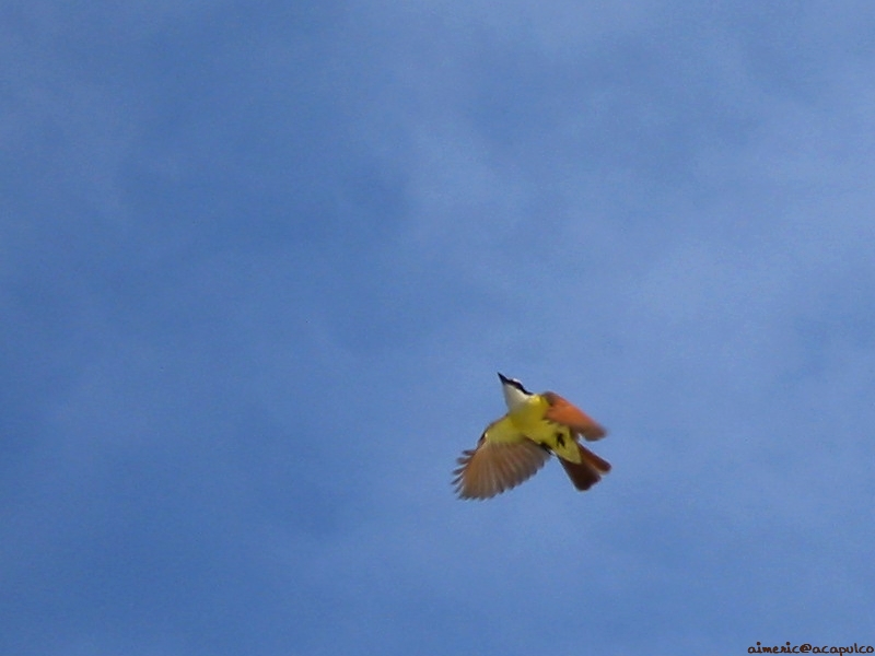 Картинка с птицей