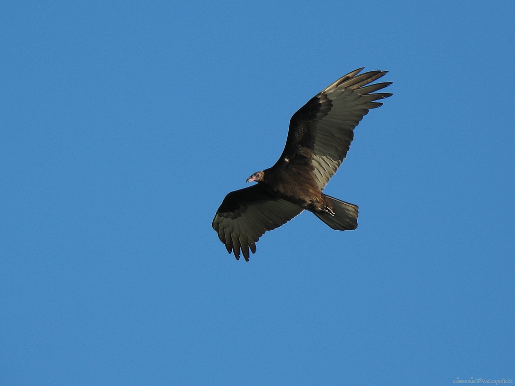 Фон с птицами