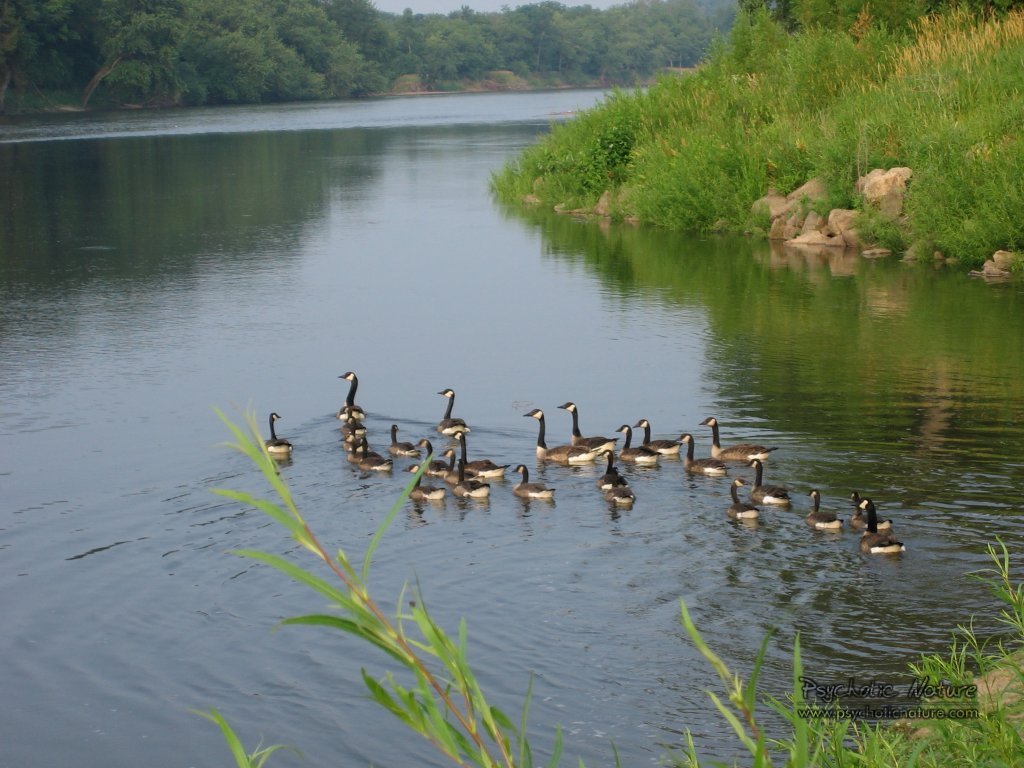 Фоны с птицами