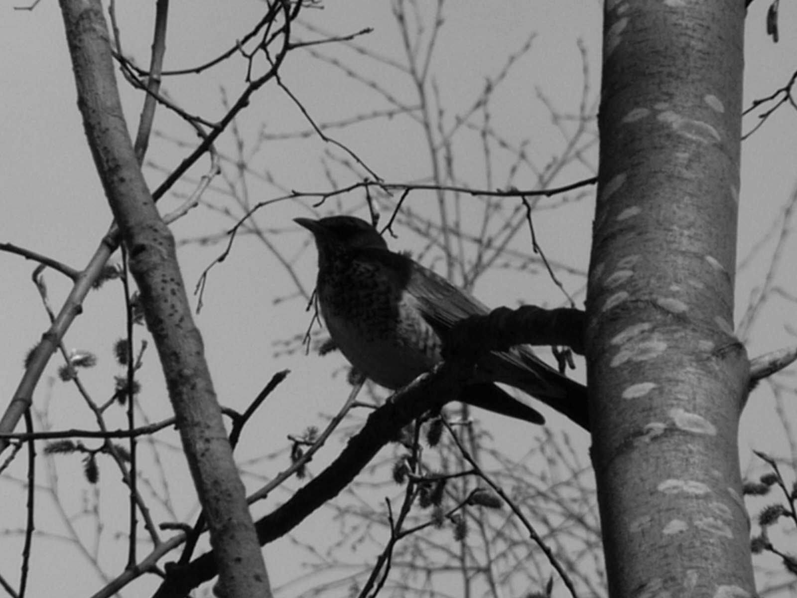 Фотографии птиц