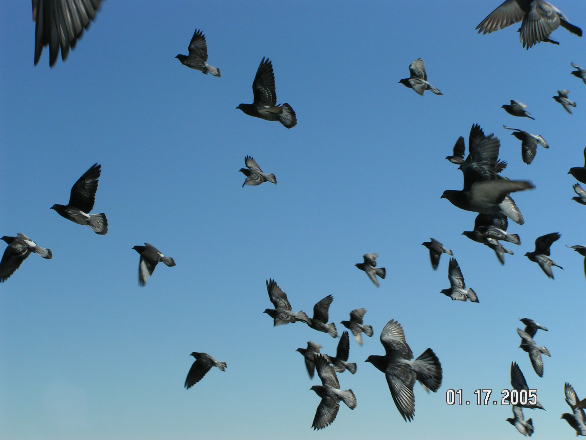 Изображение птиц