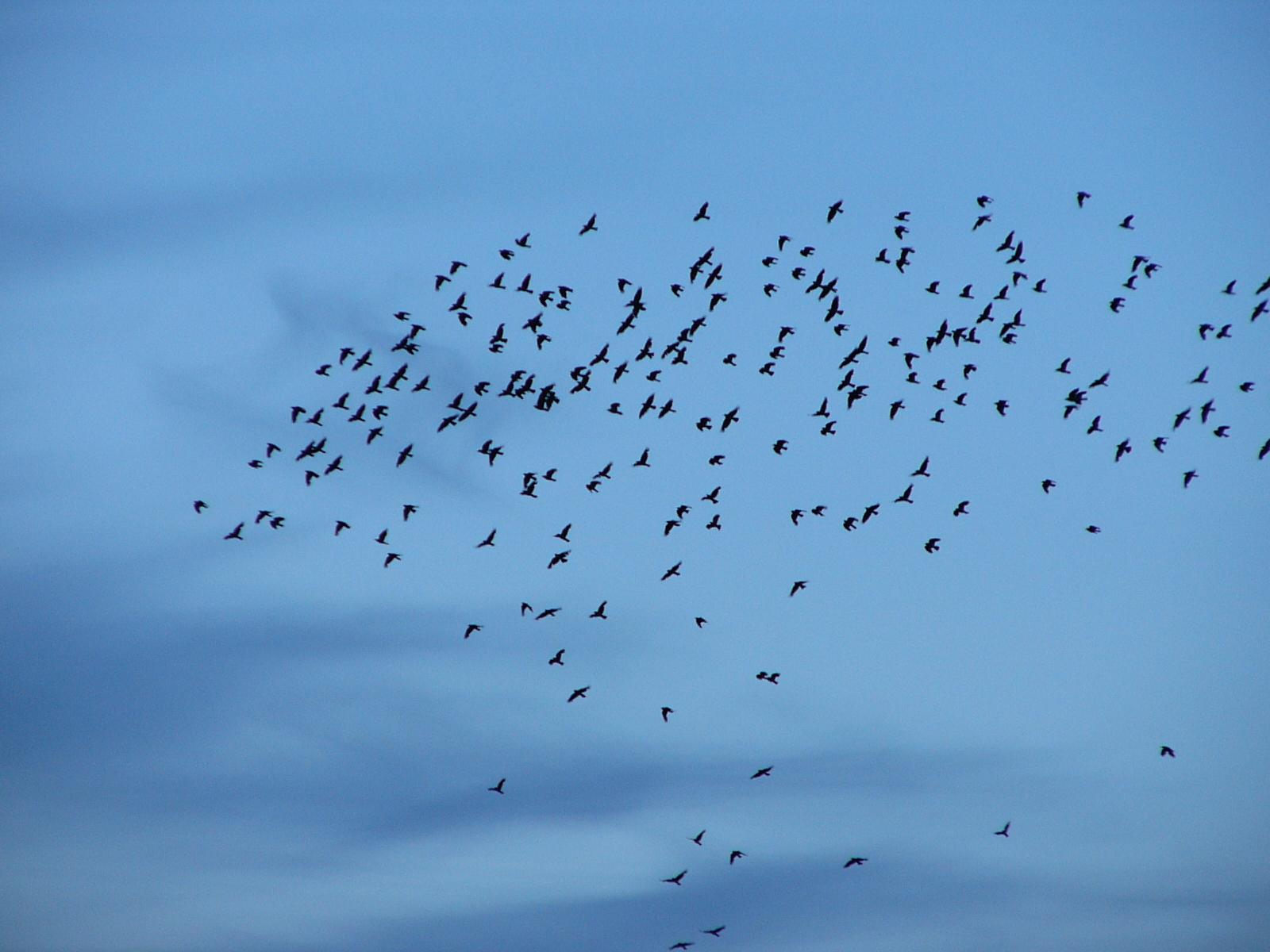 Картинка с птицами