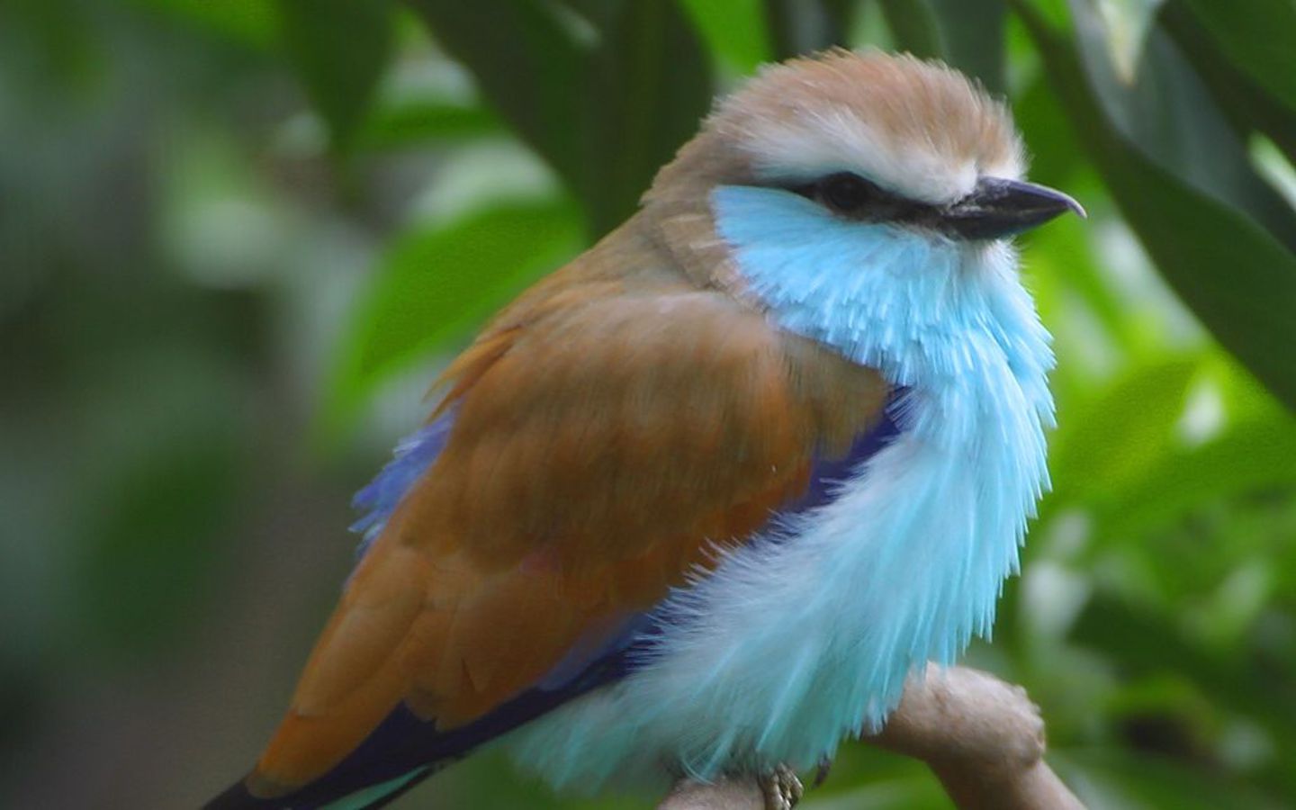 Птица с синим телом обои