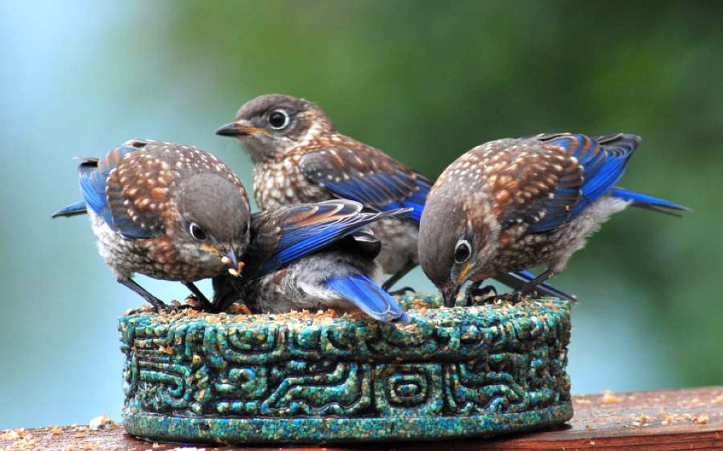 Четыре детеныша пингвина обои