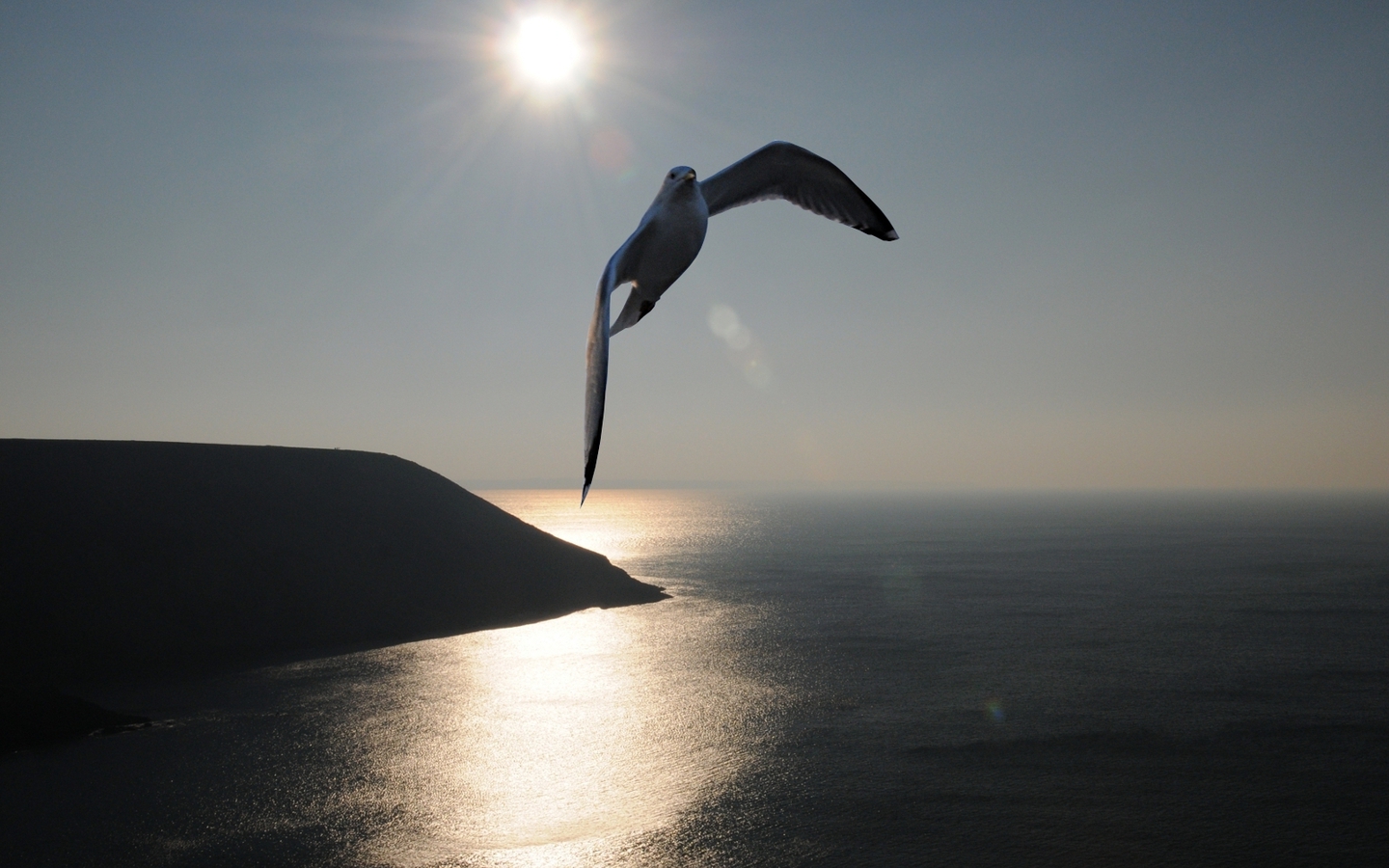 Свободная чайка обои