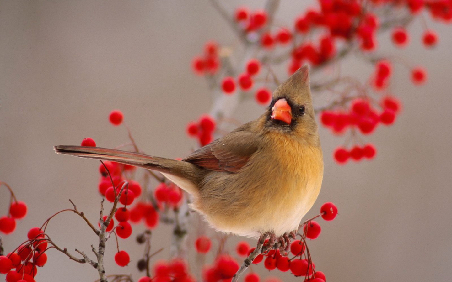 Птица на рябине обои